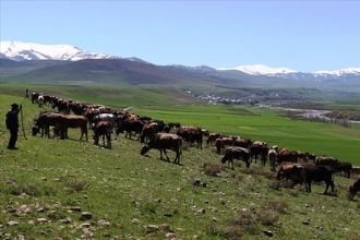 Tarım Kredi den Üreticilere Yem Kredisi