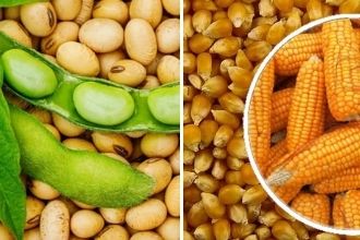 GDO lu Mısır ve Soya Hayvan Yeminde kullanılacak