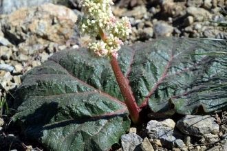 Adıyaman da Yeni Bir Bitki Türü Keşfedildi