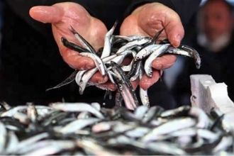 Hamsi Avı Yasağı 1 Şubat`a Kadar Uzatıldı