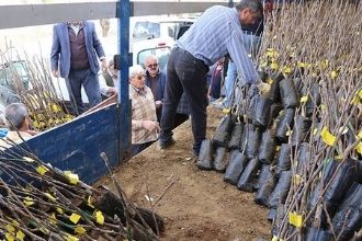 Çeşme de Çİftçilere Fidan Dağıtıldı