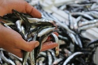 Türkiye nin Hamsisi Ege den