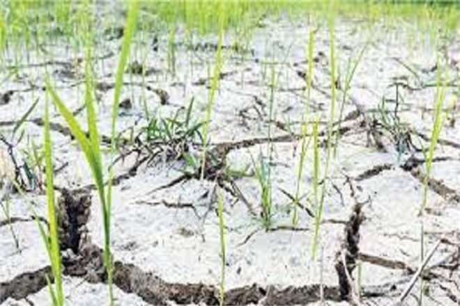 Kuraklık ve Yanlış Tarım Uygulamaları Buğday Üretiminin Geleceğini Riske Atıyor