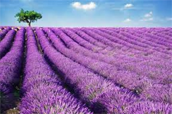 Nallıhan da Çiftçilere Lavanta Ekimi Anlatıldı