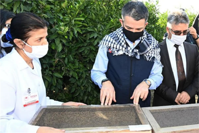 AKDENİZ MEYVE SİNEĞİYLE MÜCADELE İÇİN KISIR BÖCEK SALIMI YAPILACAK