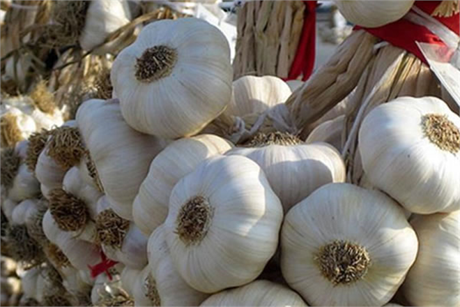 TESCİLLİ ARABAN SARIMSAĞINDA EKİME BAŞLANDI