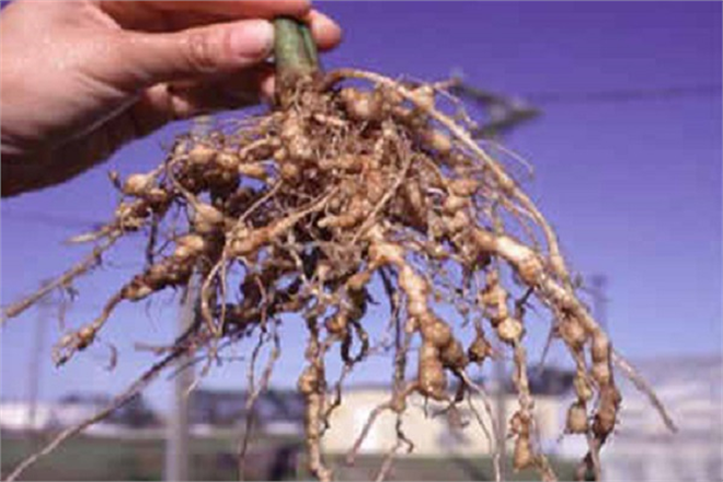 Lahanagiller de Kök Ur Hastalığı ve Mücadelesi