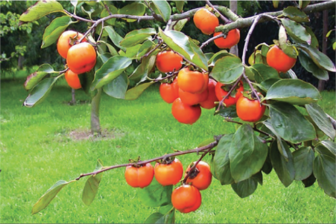 Bilecik te Cennet Hurması İle Şehrin Ekonomisine 12 5 Milyon Liralık Katkı Sağlandı