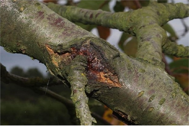Kayısı Erik Kiraz Şeftali Ağaçlarında Sürgün ve Dal Yanıklığı Hastalığı ve Mücadelesi