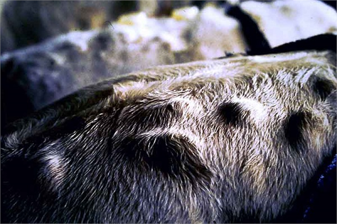 Nokra Büvelek Hastalığı ile Mücadelede Geç Kalmayın