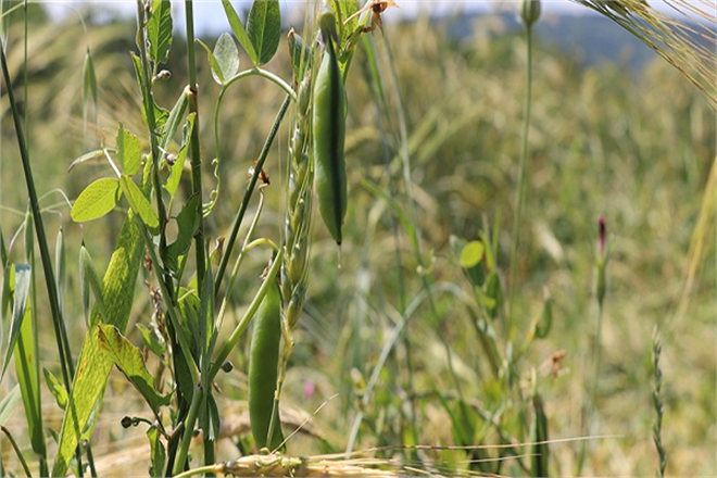 Bayburt ta Çiftçilere 66 000 Kilogram Tohum Desteği Sağlandı