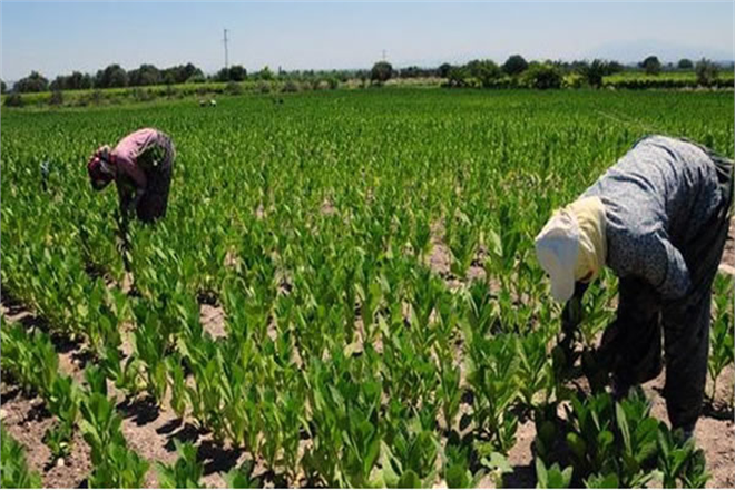 TÜTÜN ÜRETİCİLERİNE HİBE DESTEĞİ