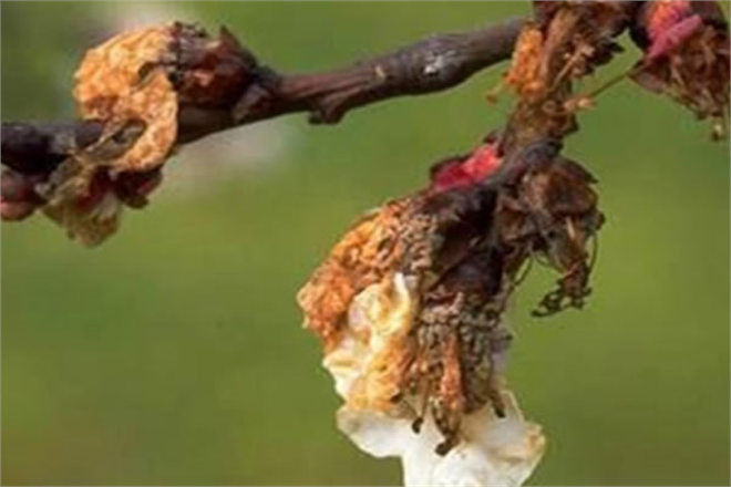 ÇİÇEK MONİLYASI İLE NASIL MÜCADELE ETMELİ