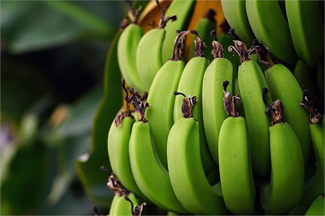 Türkiye nin Muz Üretimi Geçen Yıl Yüzde 32 8 Arttı