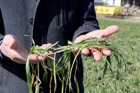 ZİRAİ DON NEDENİYLE ERKEN EKİM YAPILAN HUBUBAT ALANLARI ZARAR GÖRDÜ