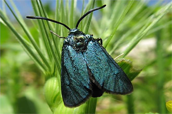 BAĞ GÖZKURDUNA DİKKAT