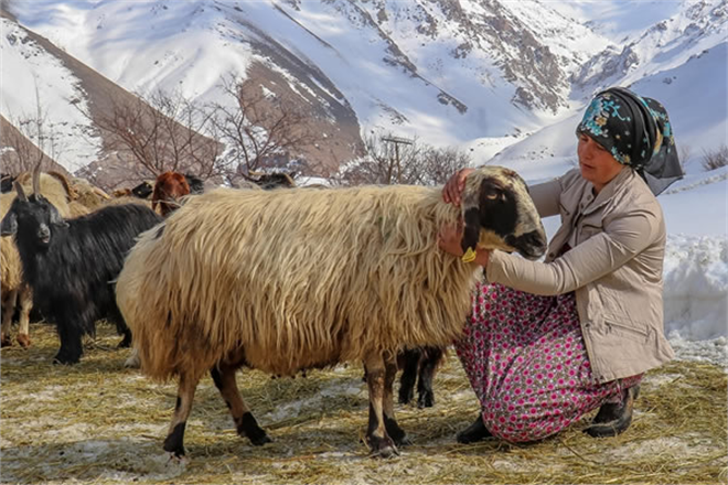 KAYBETTİĞİ SÜRÜSÜNÜ YENİDEN KAZANDI