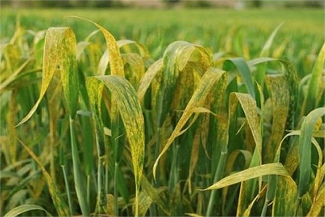 SARI PAS HASTALIĞINA DİKKAT