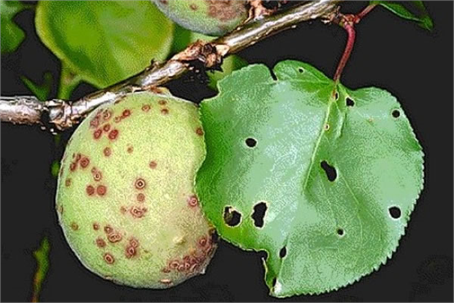 YAPRAK DELEN ÇİL HASTALIĞINA DİKKAT