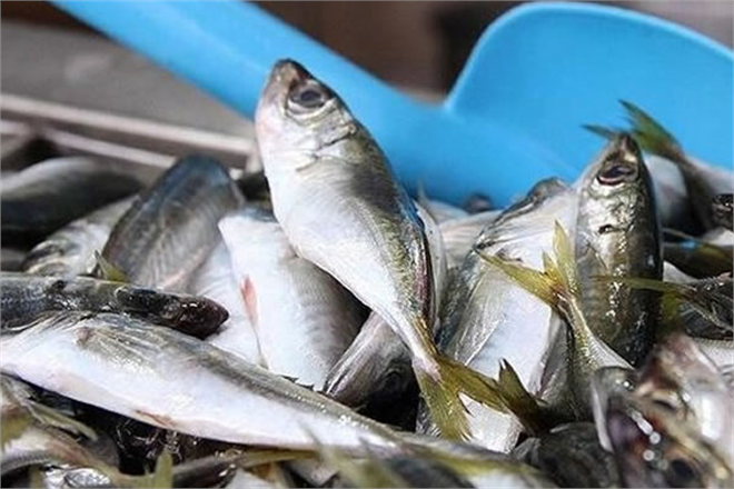 BALIKÇILIK AV SEZONU GECE SONA ERİYOR