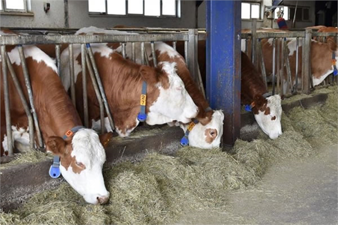 DÜVE YETİŞTİRİCİLİĞİNDE TAAHHÜT SÜRESİ ARTTIRILDI