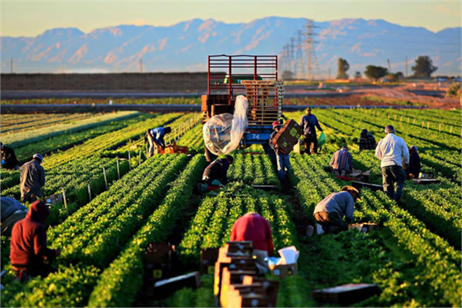 TARIM SEKTÖRÜNDEN TARİHİN EN YÜKSEK İHRACATI