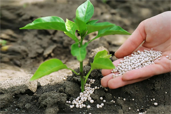 GÜBRE DESTEĞİNİ 100 ORANINDA ARTTIRILDI