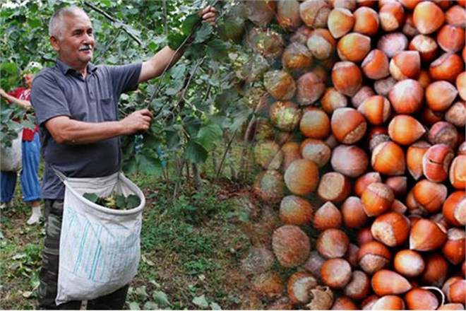 Fındıkta Külleme Hastalığına Dikkat