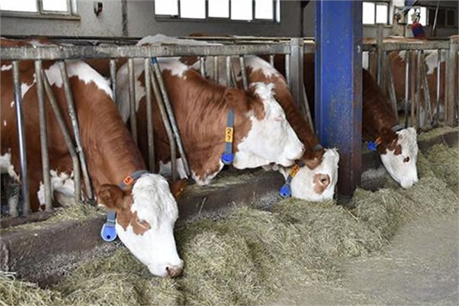 HAYVANCILIKTA AİLE İŞLETMELERİNE YÜZDE 50 HİBE