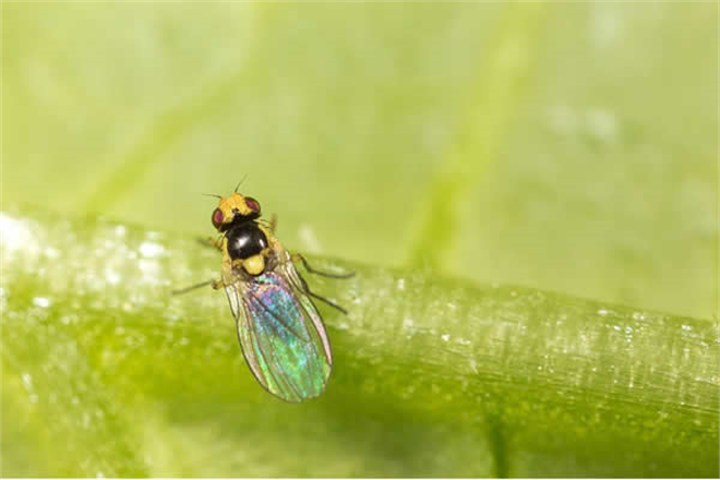 Yaprak Galeri Sineği İle Mücadele