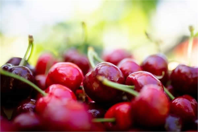 KEMALPAŞA KİRAZI COĞRAFİ İŞARETLE TESCİLLENDİ