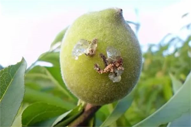 Şeftalide Doğu Meyve Güvesine Dikkat