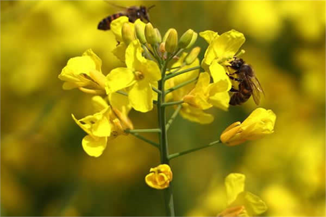 BÖLGE ÇİFTÇİSİ ALTERNATİF ÜRÜN OLARAK KABUL ETTİ!