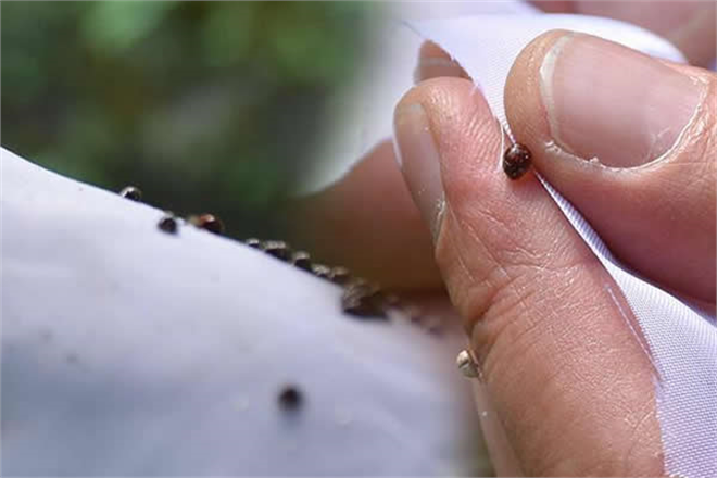 ZARARLILARA BİYOLOJİK MÜCADELE