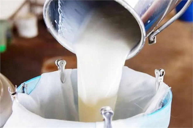 ÇİĞ SÜT DESTEĞİ ÖDEMELERİNE İLİŞKİN ESASLAR BELLİ OLDU