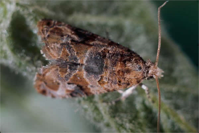 BAĞ SALKIM GÜVESİNE DİKKAT