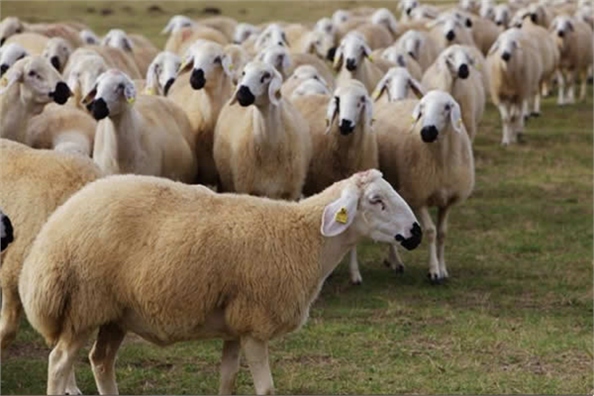 ANAÇ KOYUN KEÇİ DESTEKLERİ BU HAFTA ÖDENİYOR