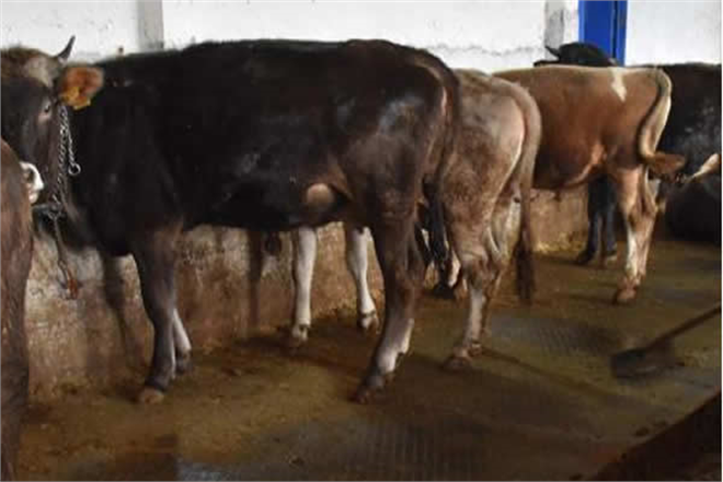 ŞARBON TAZMİNATI ÖDENECEK