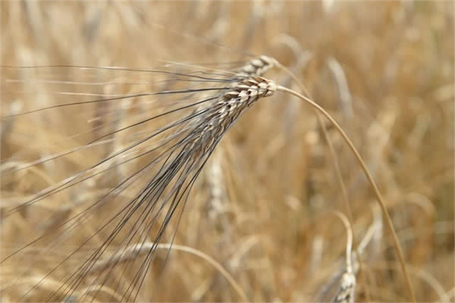 BUĞDAY KARA SİNEĞİNE KARŞI DİKKATLİ OLUN
