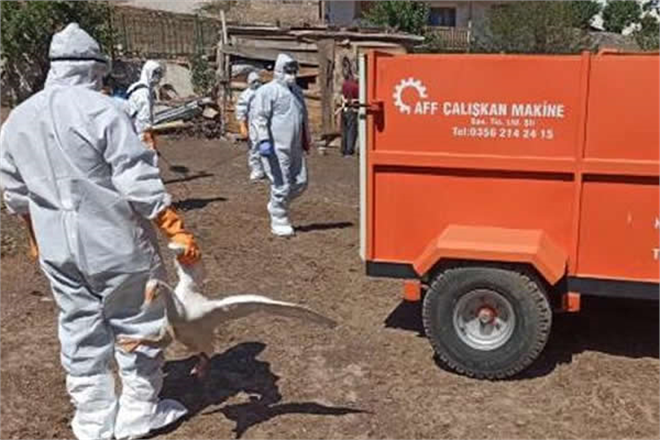 KUŞ GRİBİ ŞÜPHESİYLE 200 KANATLI HAYVAN İTLAF EDİLDİ