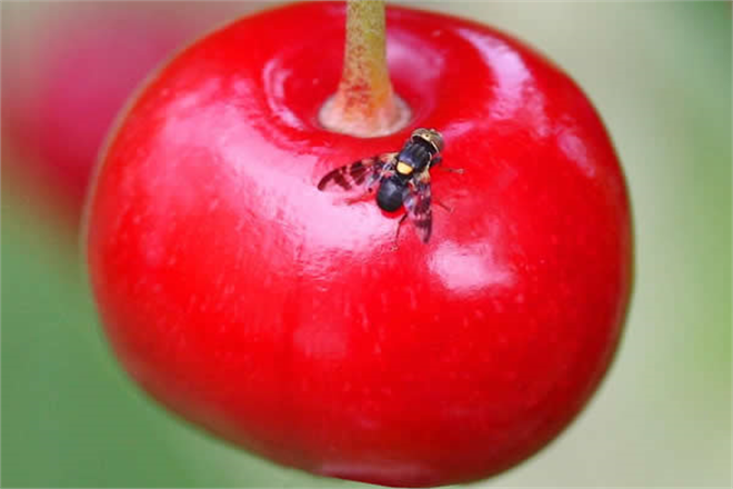 Kiraz Sineği ve Mücadelesi