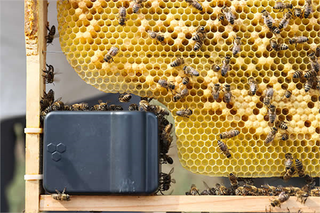 PANDEMİDE BAL VE ARI ÜRÜNLERİNE İLGİ YÜZDE 300 ARTTI