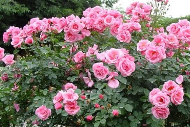 ISPARTA NIN ZİYARETÇİLERİNİ BÜYÜLEYEN GÜL KOKULU BAHÇELERİNDE HASAT ZAMANI