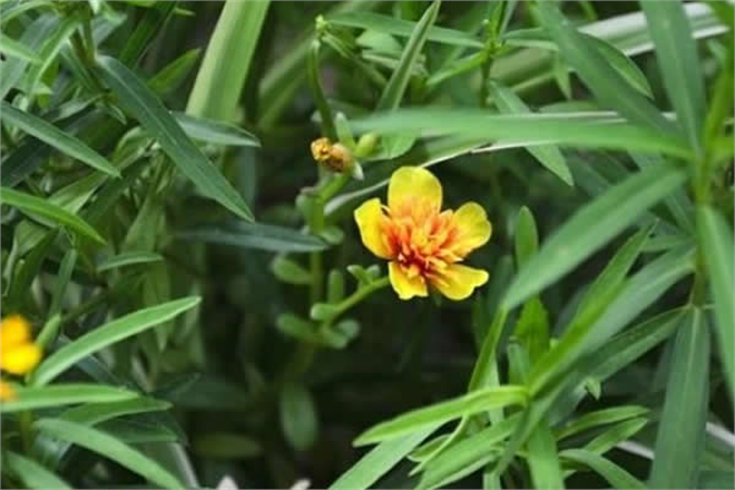 YEMEKLERE BAHARAT OLARAK KATILAN TARHUN OTU LOKUM VE DONDURMAYA AROMA OLDU