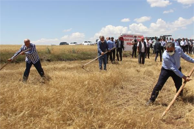 ATA TOHUMUNDA HASAT ZAMANI