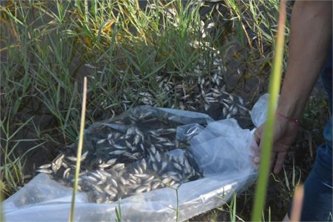 BİGADİÇ TE GÖLETLERE BALIK YAVRUSU BIRAKILDI