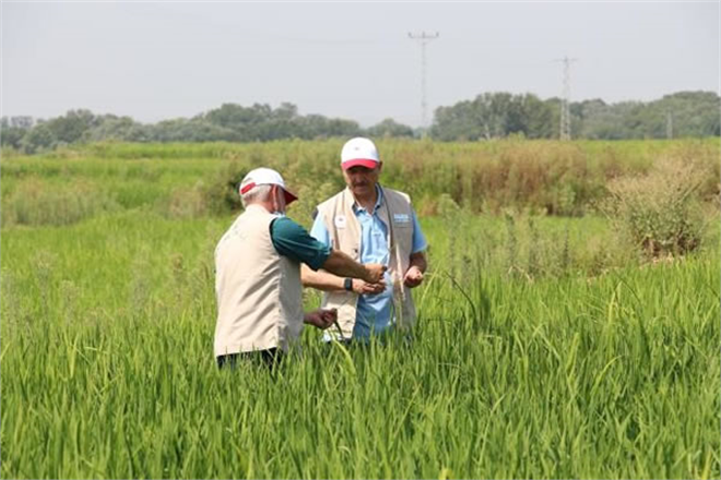 TÜRKİYE NİN ÇELTİK AMBARI EDİRNE DE SICAK HAVA GELİŞİM DÖNEMİNDEKİ ÇELTİĞİ ETKİLEMEDİ