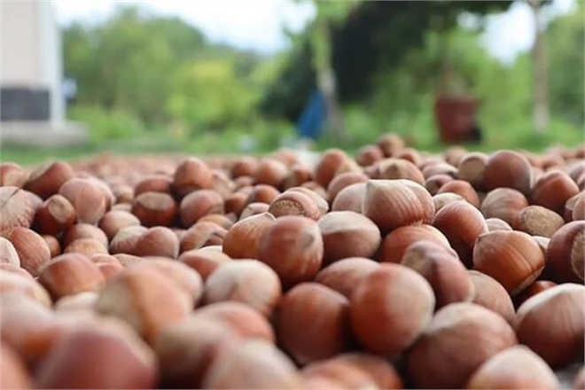 TRABZON DA DÜNYA FINDIK HAFTASI KUTLANIYOR