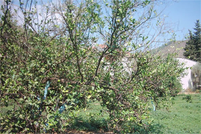 TURUNÇGİLLERDE UÇKURUTAN HASTALIĞINA DİKKAT