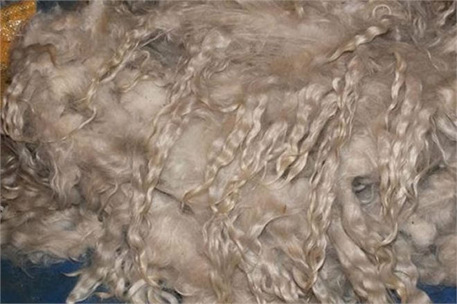 GÜDÜL DE KADINLAR TİFTİK KEÇİSİNİN YÜNÜNDEN KUMAŞ ÜRETECEK